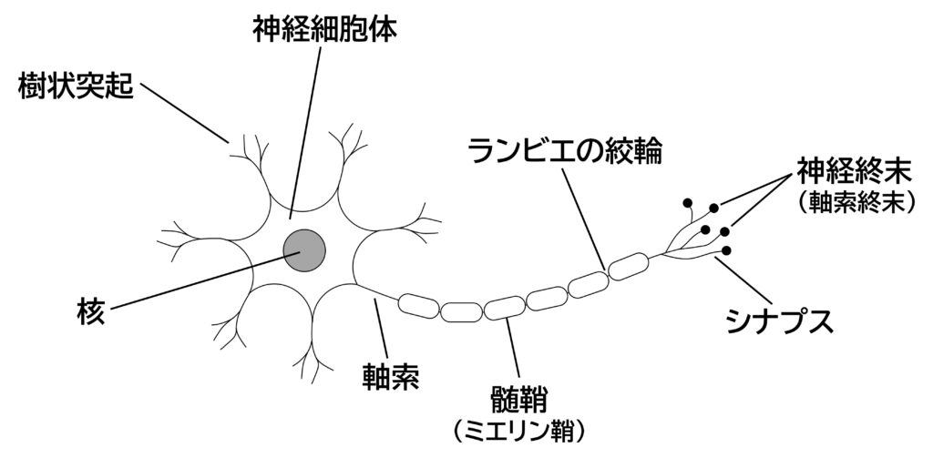 神経細胞